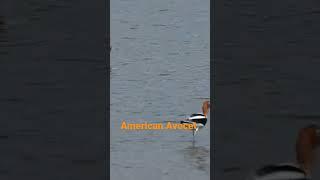 American Avocet Niche 2. #niche