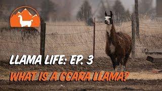 What is a Ccara Llama?- Ep.3 - Llama Life