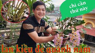 Cách trồng lan kiều đẻ quanh năm ra hoa chi chít | phong lan rừng phúc vân