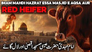 Why Israel Sacrificing Red Heifer in April | Third Temple Jerusalem | Red Heifer Prophecy | Faisal