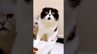 Cats so funny #youtubeshorts #short #shorts