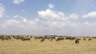 Wildebeest Migration Herd on the Serengeti Plain