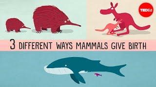 The three different ways mammals give birth - Kate Slabosky