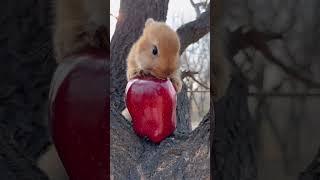 Little rabbit chewing apples Cute pet debut plan Rabbit Cute pet