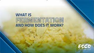 What Is Fermentation and How Does It Work? | Successful Fermentation Tips | Esco Lifesciences