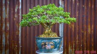 Thọ Bonsai - Số 307 ĐÃ BÁN - Linh Sam Sông Hinh Chơi Tết