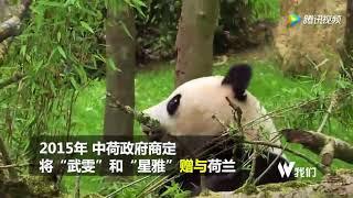 Chinese panda  赴荷大熊猫首次与公众见面 被静电打到萌化众人 转自龙腾网超清版