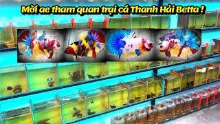 Thanh Hải Betta cập nhật những bầy cá mới 6/2024, Nemo Multicolor Yellow nguồn gene Vip !