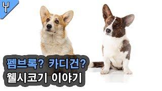 펨브록? 카디건? 웰시코기 이야기