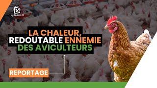 La chaleur, redoutable ennemie des aviculteurs