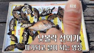 낮볼락 선외기 팁 영상입니다 한번 꼭 보시고 출조 하이소예