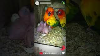 SunConure With Their Babies ️️#shorts #kuilaforever #shortvideo