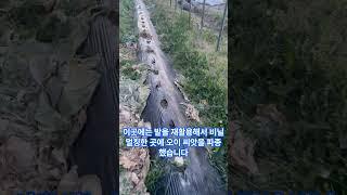 오이심기에서 가장 중요한 것 3가지, 오이는 이렇게 기르세요#오이재배