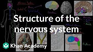 Structure of the nervous system | Organ Systems | MCAT | Khan Academy