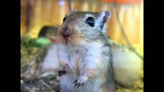 Зоопарк Екатеринбурга .wmv Zoo Ekaterinburg.