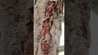  Termites are small white insects that eat wood...