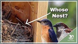 Telling Bluebird Nests from House Sparrow Nests