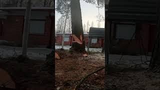 THIS TREE IS TRYING TO KILL THE LUMBERJACK CUTTING THE TREE DOWN
