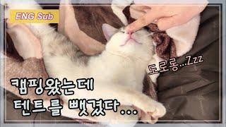 [술상로그] ENG Sub | 심장주의 캠핑중 고양이들에게 텐트를 빼앗겼다? | A day that stray cats slept in my tent for 3 hours