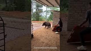 Drive wild boars into the iron cage with a baffle