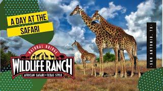 A day at the Natural Bridge Wildlife Ranch | Safari Tour