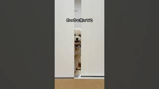 隣の部屋から覗く兄妹犬 #犬 #トイプードル #かわいい #トイプードルの虎太郎三桜 #トイプー多頭飼い #癒し #といぷーどる #こたみお
