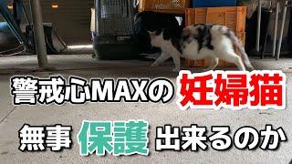 【緊急依頼】警戒心MAXの妊婦猫の保護を試みます。