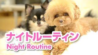 初公開！トイプードルのナイトルーティン Night Routine