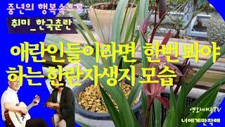 애란인이라면 한번 봐야하는 한란자생지 모습//Korea Jeju orchid orchid habitat