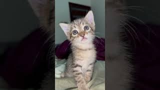 meow moments #funny #kitten #cat #fyp #foryou #catvideos #catlover