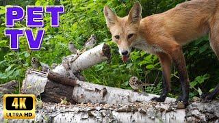 Smiling Fox and Song Sparrows | Entertain Your Cat or Dog with Pet TV