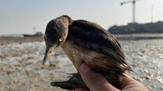 Da Qi rushed to the sea to find a sea duck who was swishing around, still stepping on a horoscope