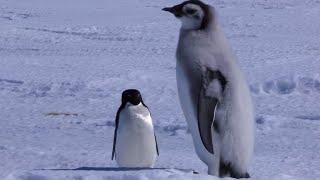 Adelie Penguin Slaps Giant Emperor Chick!