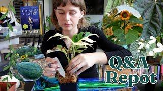 🪴 long Q&A chatty repot | why I'm sober, favourite book, first garden thoughts