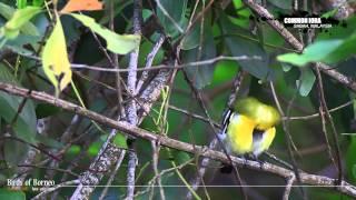 Common Iora