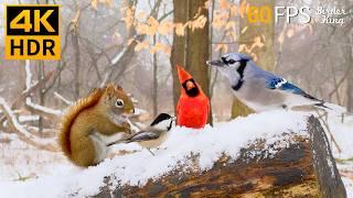 Christmas Cat TV  Relax with Winter Birds and Squirrels  Cat Games 4K HDR 60FPS