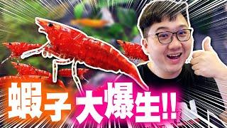 一口氣養了上百隻蝦？竟然瘋狂生蛋？！｜水族時間【黑羽】