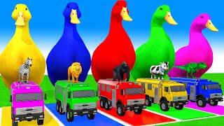 5 Giant Duck Cartoon,Cow,Elephant,Giraffe,Tiger,Lion, Paint Wild Animals Crossing Fountain Animation