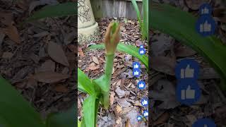 Amaryllis planted in ground   #redbirdgardeninganddesign