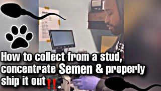 How to collect from your stud, concentrating Semen & properly ship it out‼️