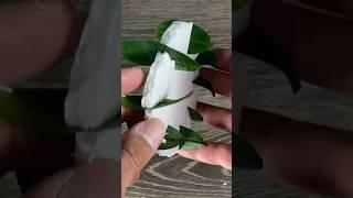 Watch here the results of my ZZ Plant Leaf Propagation.