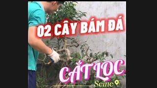 #Cắt lọc 02 cây Sanh ôm đá để làm bông - Minh Quang Bonsai