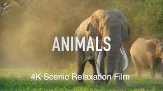 Animals 4K | Scenic Peace Relaxation Film (Calming Music)