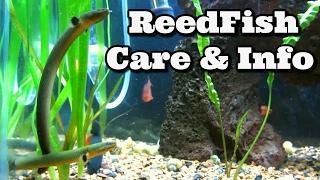 Reedfish Care and Information