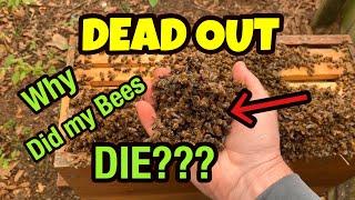 BEEKEEPER ERROR - WHY did my Honey Bees DIE?