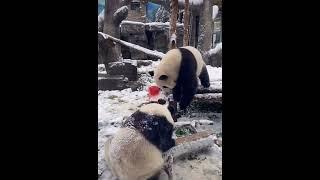 Panda MengBao and  MengYu Have Fun in the Snow| Panda HappyLand