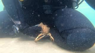 Scuba Diver kisses a Spider Crab