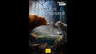 Карпатские хищники / Carpathian Predators 4K, серии 2 Царство Волка /Realm of the Wolf