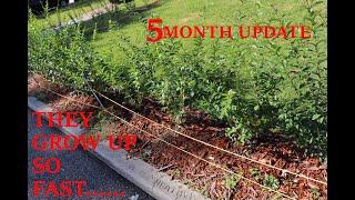 PRIVET HEDGE 5 MONTH UPDATE (2019)