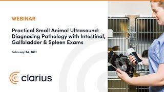 Practical Small Animal Ultrasound: Diagnosing Pathology with Intestinal, Gallbladder & Spleen Exams